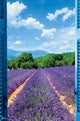 Lavender Field Poster Print showcasing vibrant floral landscape.