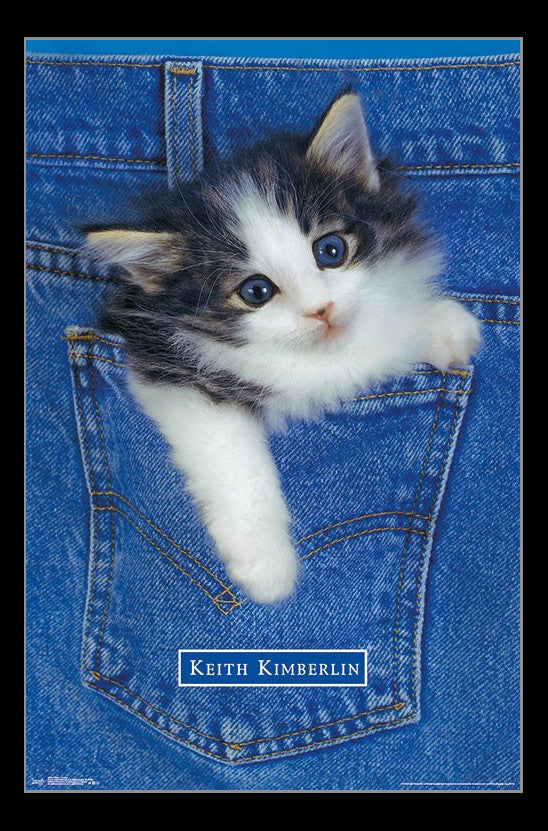 Kitten Pocket Poster Print - Perfect for Home or Office Decor