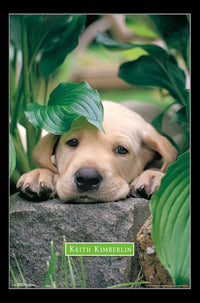 Puppy - Lazy Days Rolled Poster Print 22x34