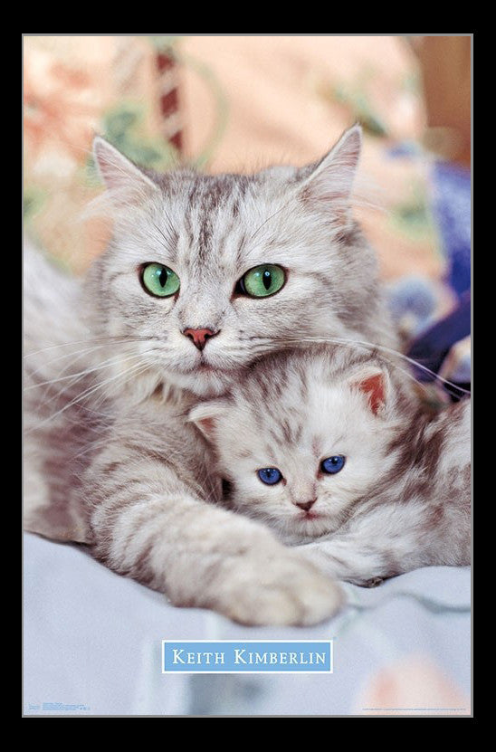 Kitten - Momma Rolled Poster Print (22x34)