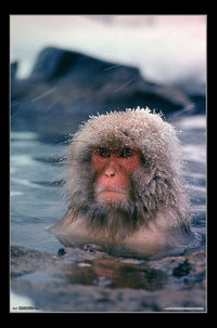 Life - Japanese Snow Monkey Poster Print (22x34)