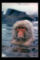 Life - Japanese Snow Monkey Poster Print (22x34)