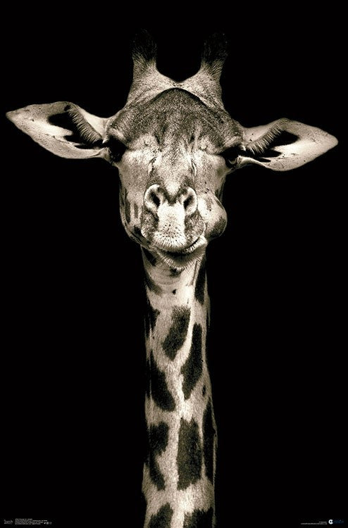 Portrait of a Giraffe Rolled Poster Print - 22x34
