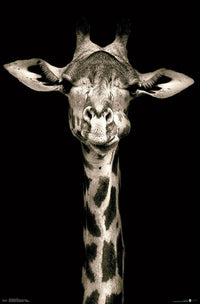 Portrait of a Giraffe Rolled Poster Print - 22x34