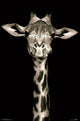 Portrait of a Giraffe Rolled Poster Print - 22x34
