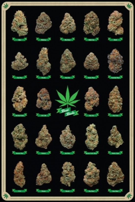 Best Buds Marijuana Poster Print - 22x34 Rolled Poster