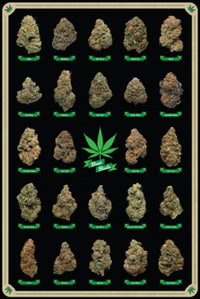 Best Buds Marijuana Poster Print - 22x34 Rolled Poster