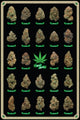 Best Buds Marijuana Poster Print - 22x34 Rolled Poster