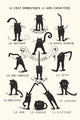 Le Chat Domestique Black Cats Poster Print - 22x34