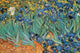 Van Gogh Irises Poster Print - Garden of Irises Art