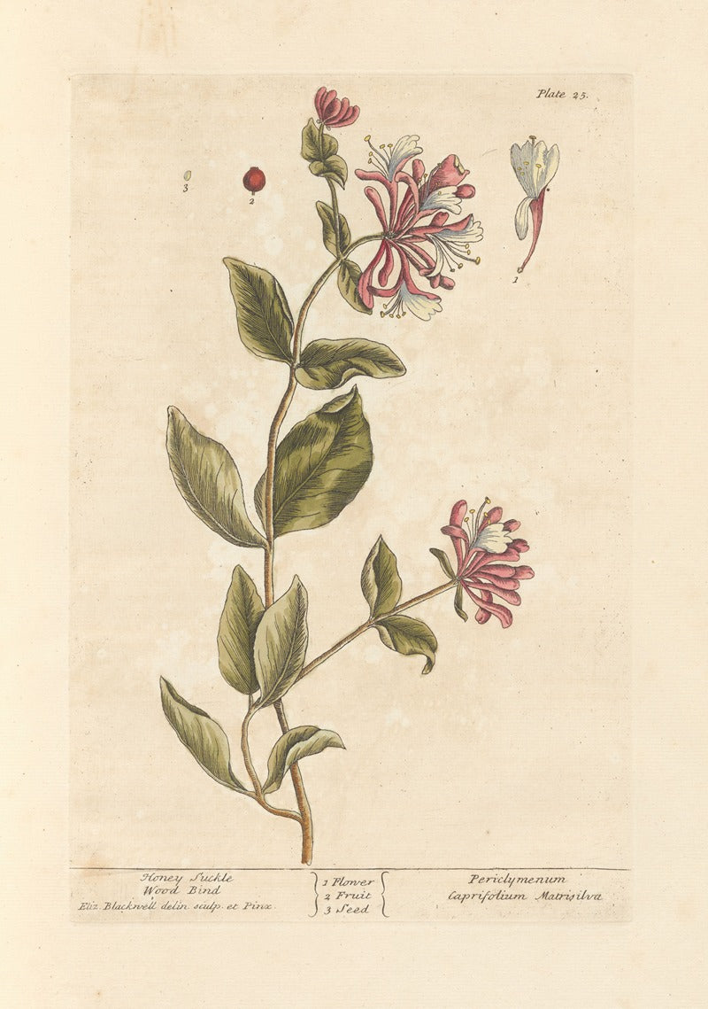 Honeysuckle and Wood Bind Art Print by Elizabeth Blackwell, showcasing vibrant floral details.