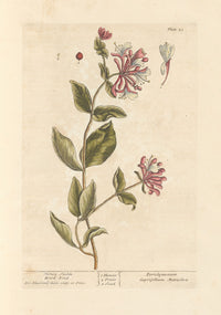 Honeysuckle and Wood Bind Art Print by Elizabeth Blackwell, showcasing vibrant floral details.