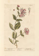 Honeysuckle and Wood Bind Art Print by Elizabeth Blackwell, showcasing vibrant floral details.