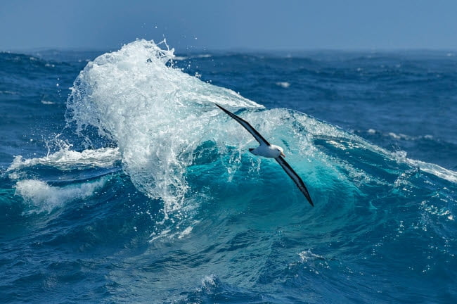 Black-Browed Albatross soaring over Antarctica photo print.