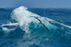 Black-Browed Albatross soaring over Antarctica photo print.