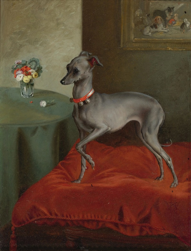 Italian Greyhound on a red cushion 19th century poster print