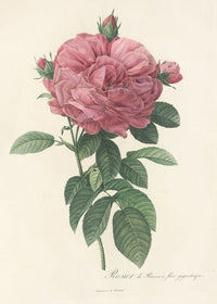 Rosa Gallica Flore Giganteo art print by Pierre Joseph Redouté showcasing a giant rose in vibrant colors.