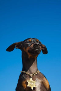 Tel Aviv Dog Jewish Star of David medallion poster print by Walter Bibikow