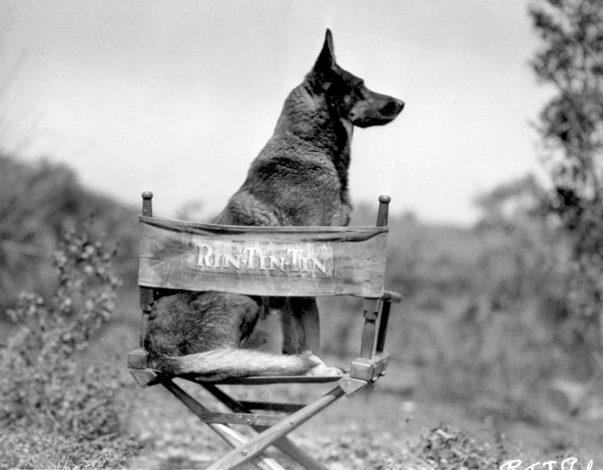 Rin Tin Tin seated on a chair photo print, vintage dog decor.
