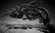 Jeffery Pine Tree on Sentinel Dome Fine Art Print - Yosemite National Park