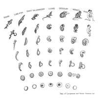 Comparative Embryology Fine Art Print - Chart from Fish to Human