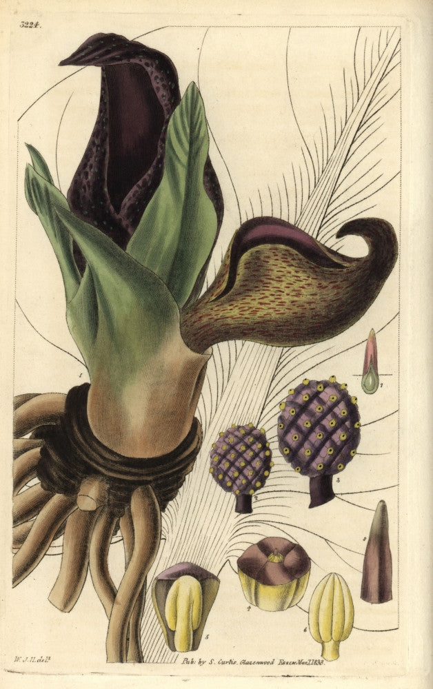 Eastern Skunk Cabbage Fine Art Print by Florilegius | Mary Evans