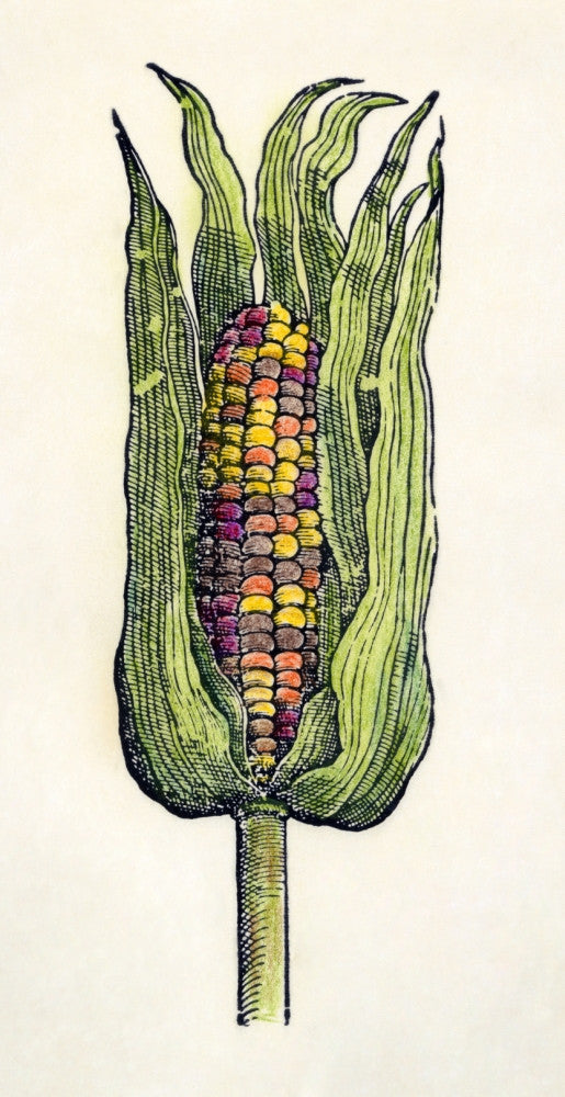 Botany: Corn, 1535 - Historic Woodcut Print from Oviedo's Historia Natural