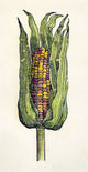 Botany: Corn, 1535 - Historic Woodcut Print from Oviedo's Historia Natural