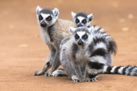 Ring-Tailed Lemurs in Berenty Reserve Fine Art Print by Ellen Goff