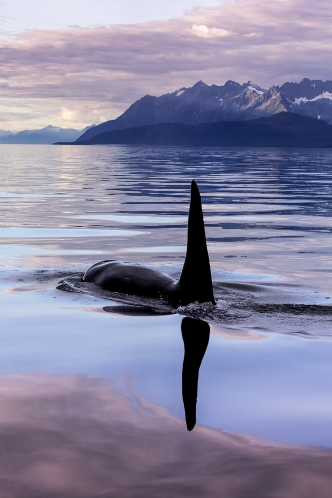 Orca Whale Fine Art Print by John Hyde - Stunning Alaska Scene