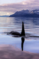 Orca Whale Fine Art Print by John Hyde - Stunning Alaska Scene