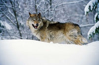 Gray Wolf in Snow Photo Print by Panoramic Images - 19x12