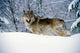 Gray Wolf in Snow Photo Print by Panoramic Images - 19x12