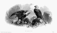 The Eagles Nest American Banknote Engraving Fine Art Print by Granger Collection