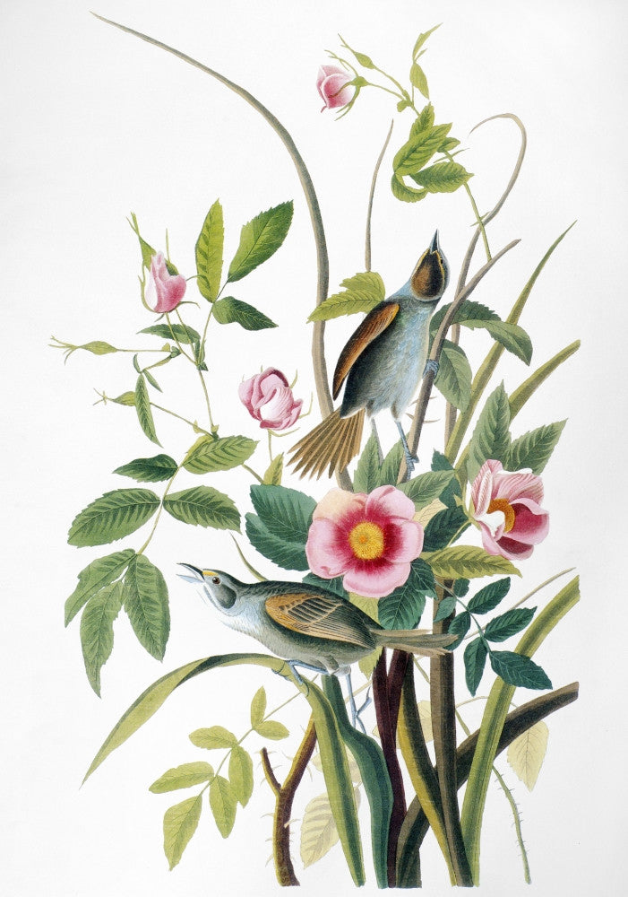 Audubon Seaside Sparrow Fine Art Print by Granger Collection