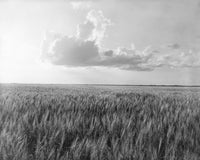 Oklahoma Wheat Field Fine Art Print by Dorothea Lange - 1937