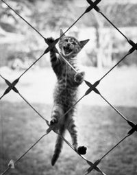 Cat Climbing a Chain-Link Fence Fine Art Print