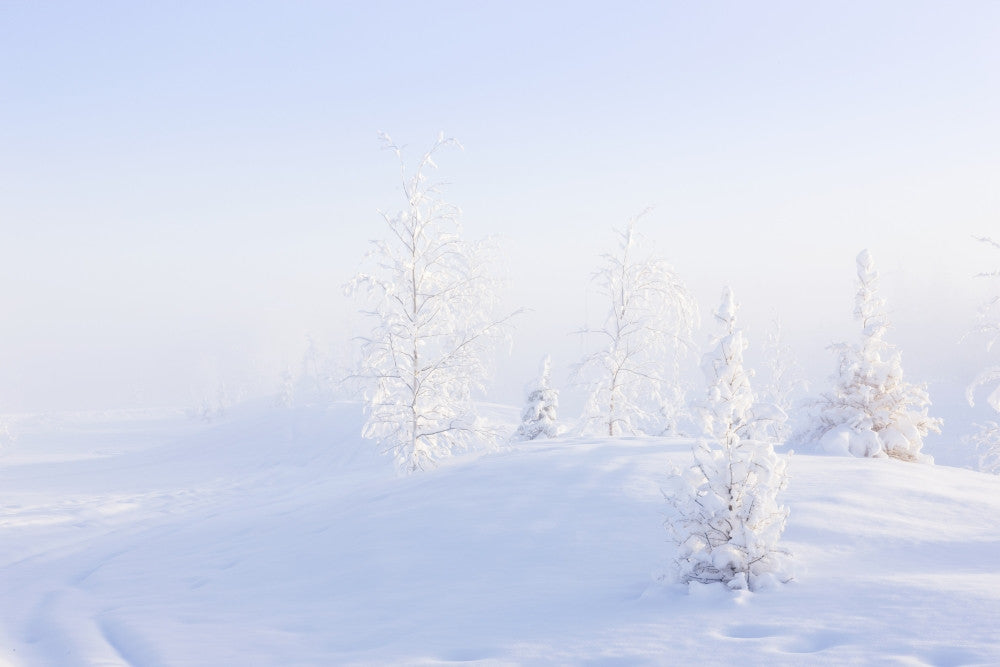 Snowy Birch and Evergreen Trees Fine Art Print by Kevin G. Smith