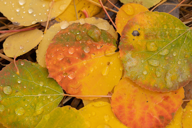 Raindrops on Autumn Aspen Leaves Fine Art Print by Jaynes Gallery