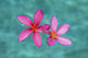 Close-Up of Pink Plumeria Flowers in Water Fine Art Print by Jenna Szerlag