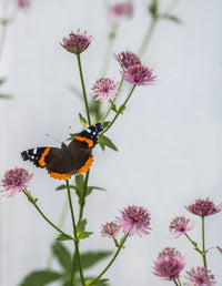 Red Admiral Butterfly Fine Art Print by Julie DeRoche