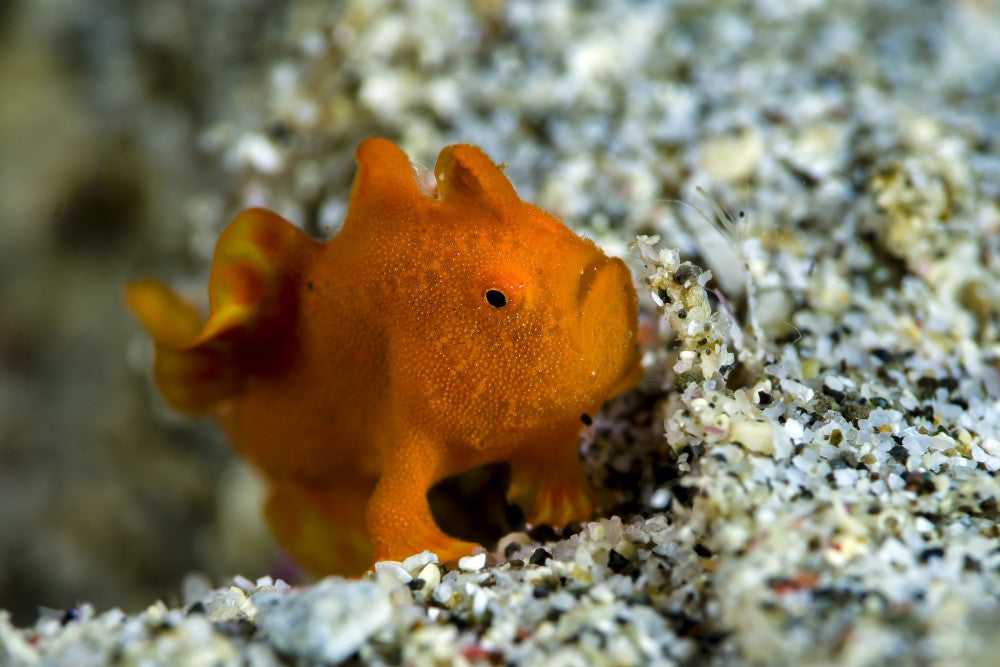 Tiny Orange Frogfish Fine Art Print by Bruce Shafer | Posterazzi