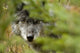 Grey Wolf Fine Art Print - Outside Golden, British Columbia