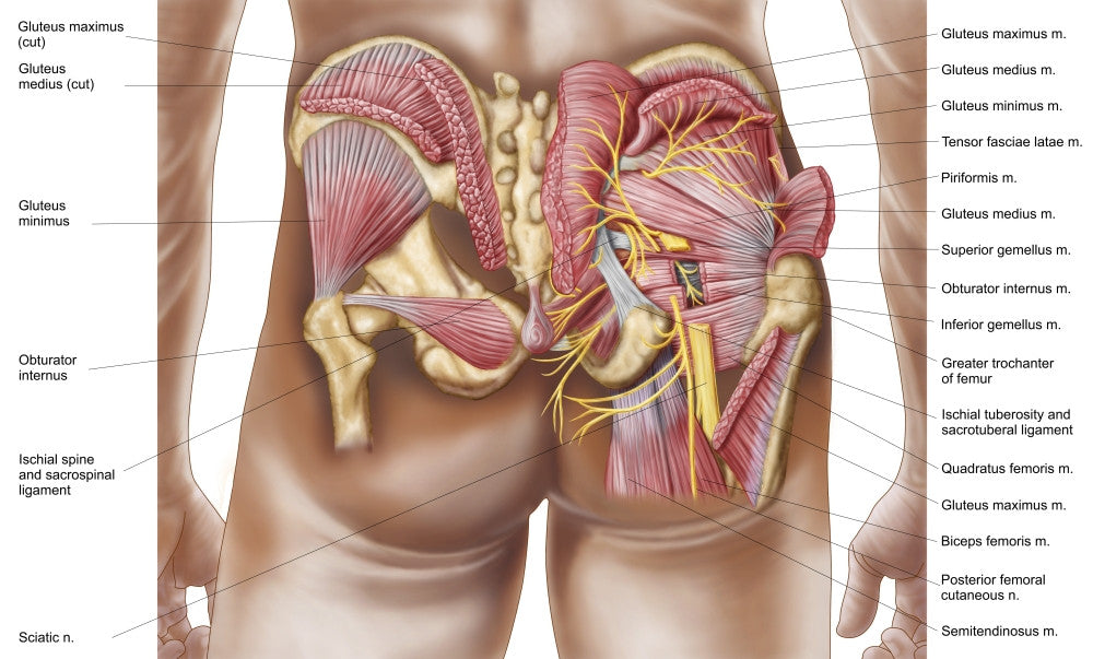 Anatomy of Gluteal Muscles Poster Print - Human Buttocks