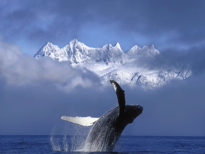 Alaska Art