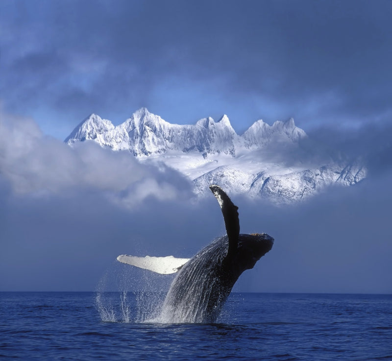 Humpback Whale Breaching in Fog with Mendenhall Towers Background Fine Art Print
