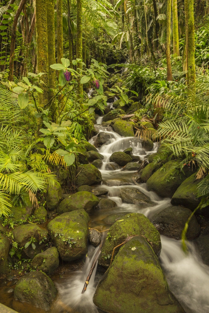 Hawaii Tropical Botanical Garden Stream Cascade Fine Art Print by Jaynes Gallery