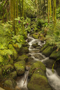 Hawaii Tropical Botanical Garden Stream Cascade Fine Art Print by Jaynes Gallery