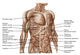 Anatomy of Human Abdominal Muscles Photo Print by Stocktrek Images