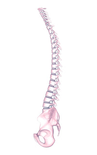 Conceptual Image of Human Backbone Fine Art Print